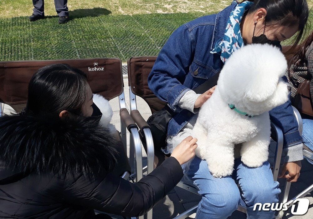 본문 이미지 - 광고 촬영하는 비숑 프리제 종의 강아지들과 견주들. 왼쪽 여름이, 오른쪽 뿌숑. ⓒ 뉴스1 최서윤 기자