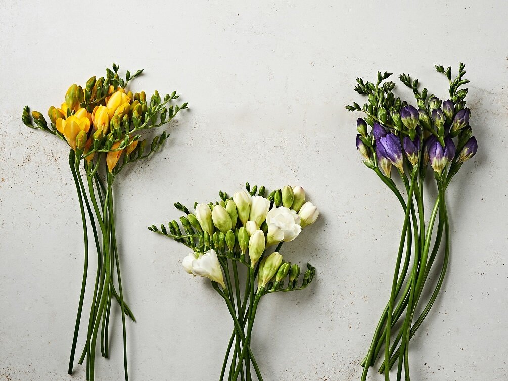 본문 이미지 - (자료제공=마켓컬리)  ⓒ 뉴스1