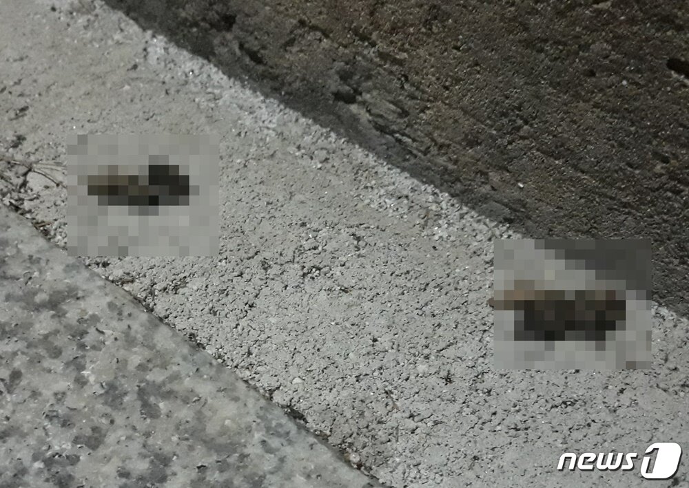 본문 이미지 - 길거리에 있는 강아지 배설물. ⓒ 뉴스1 최서윤 기자
