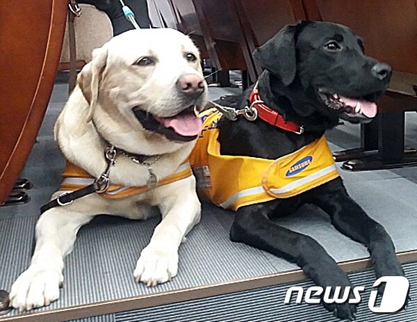 본문 이미지 - 래브라도 리트리버 종의 안내견들 ⓒ 뉴스1 최서윤 기자
