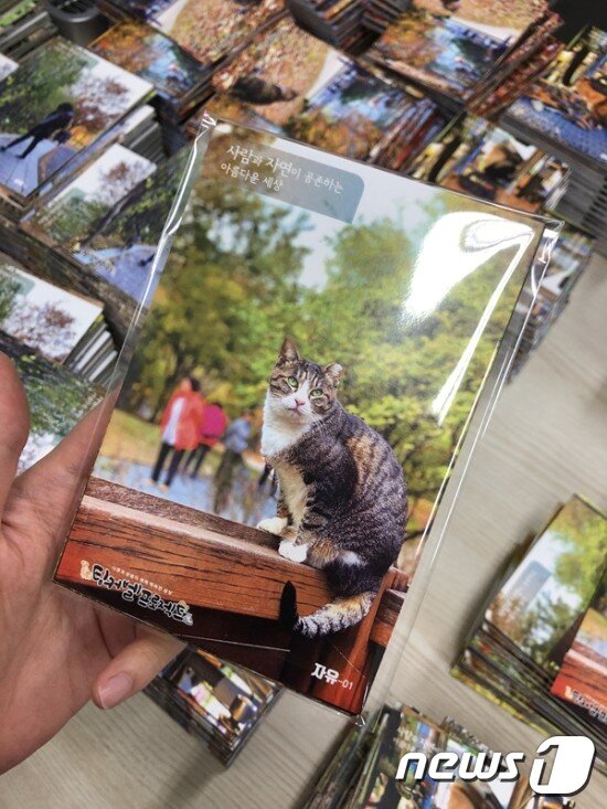 본문 이미지 - 길고양이 엽서. 사진 팅커벨프로젝트 제공 ⓒ 뉴스1