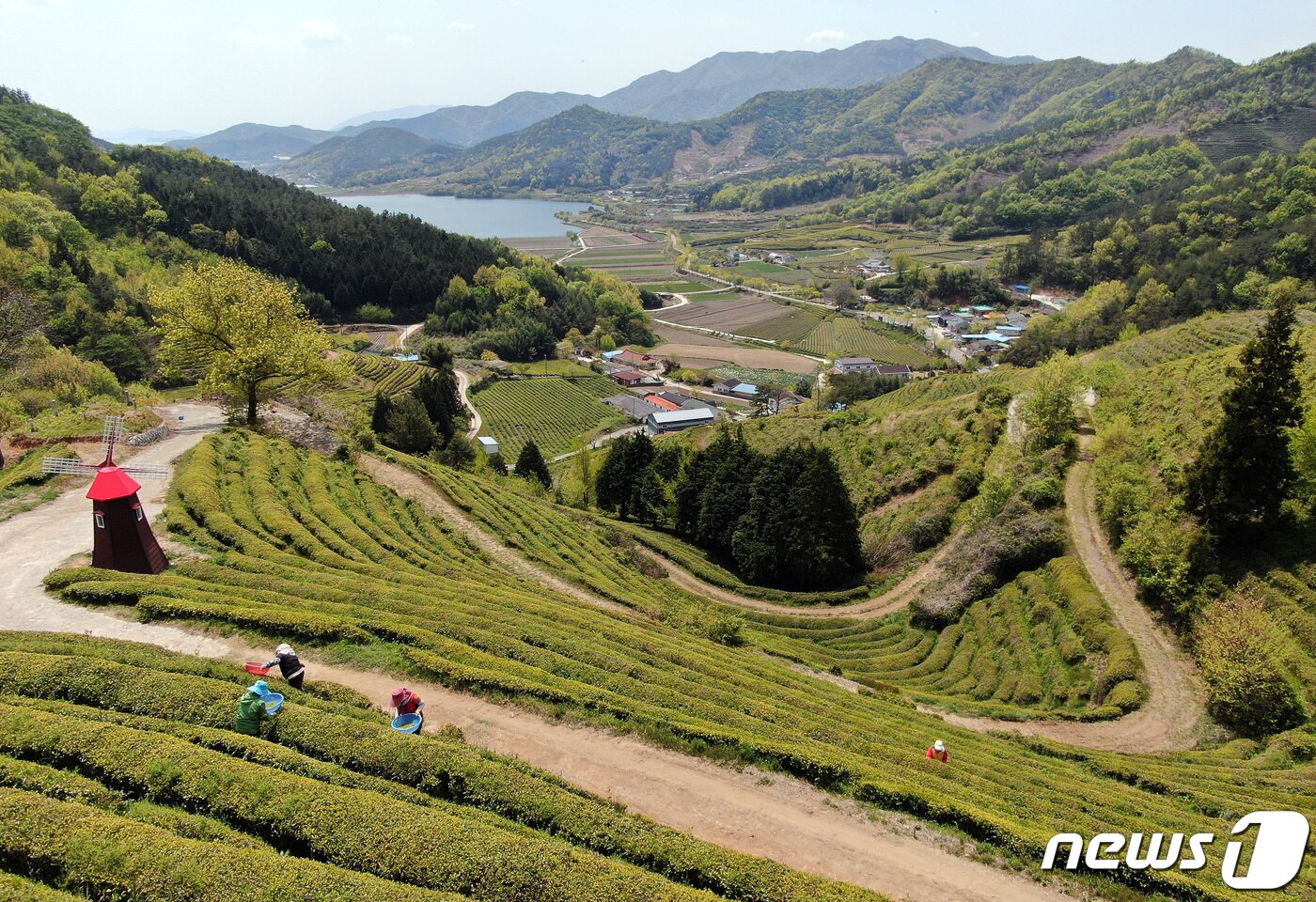 본문 이미지 - 전남 보성군 녹차밭 전경. 뉴스1 DB