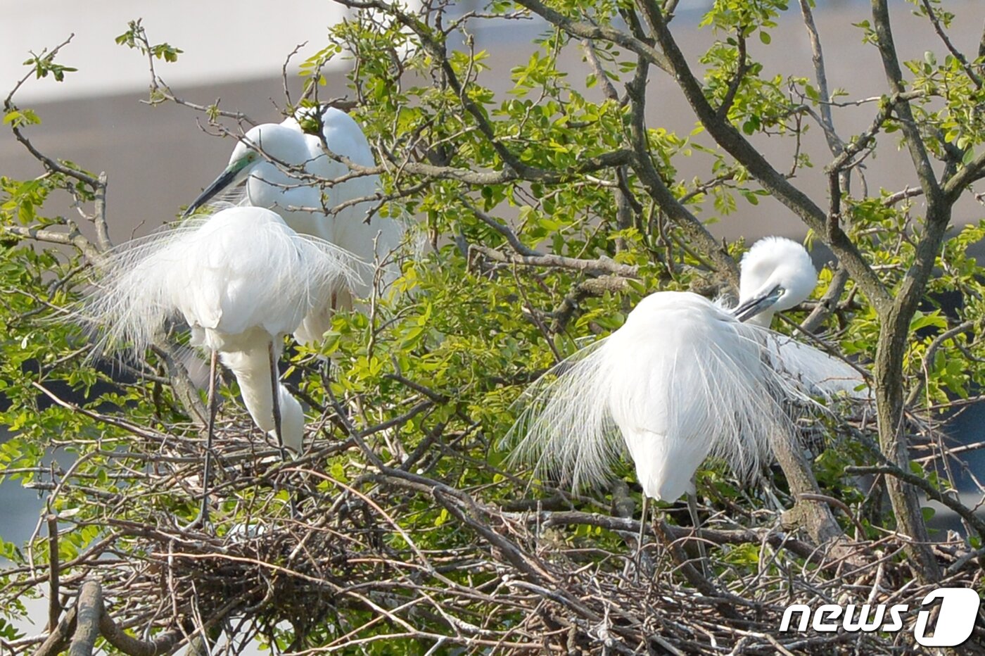 본문 이미지 - 29일 동국대학교 경주캠퍼스 야산에 둥지를 튼 여름새 백로 떼가 번식을 앞두고 몸 단장하고 있다. 백로들은 4월 말부터 6월 중순까지 번식한다. 2020.4.29/뉴스1 ⓒ News1 최창호 기자