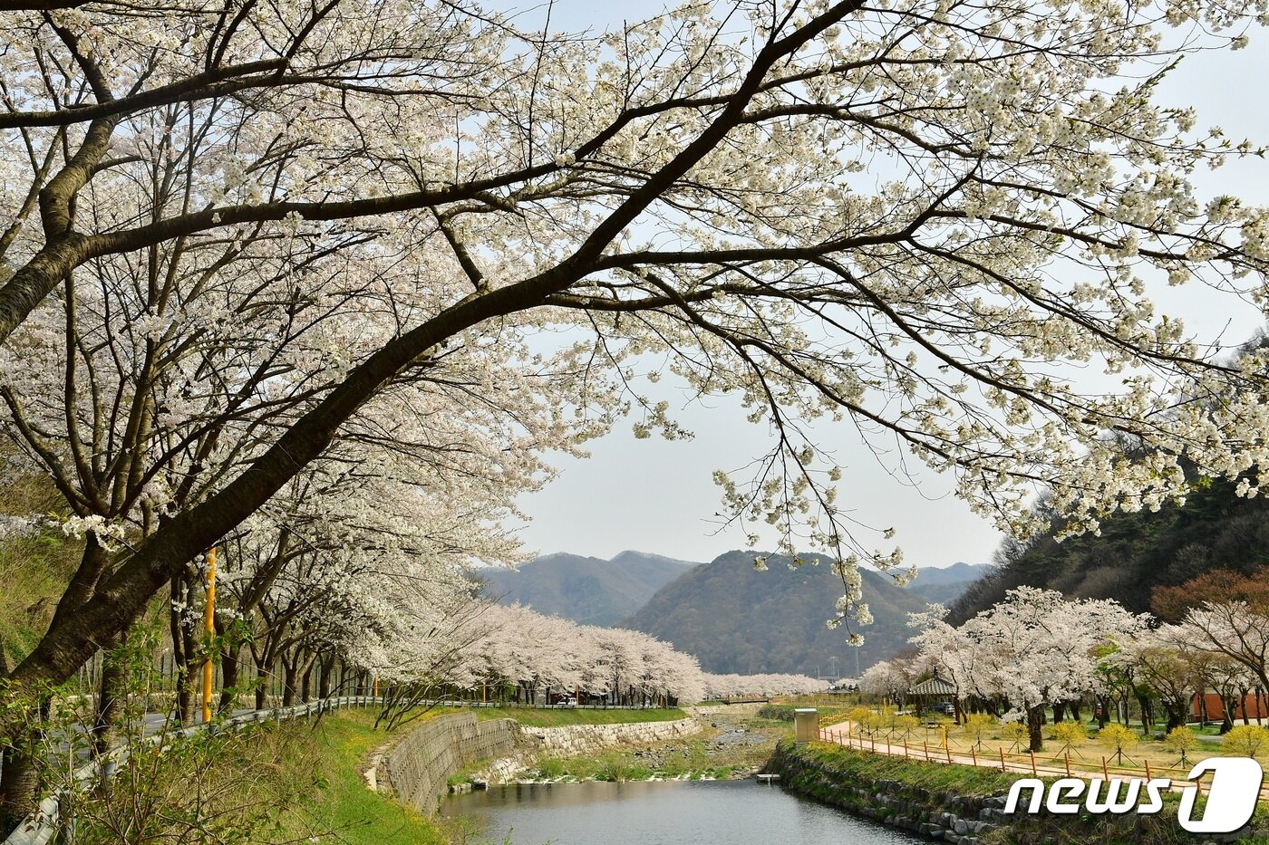 본문 이미지 - 천년고찰인 전남 장성 백양사 진입로의 벚꽃이 8일 활짝 피었다.(장성군 제공)2020.4.8/뉴스1 ⓒ News1