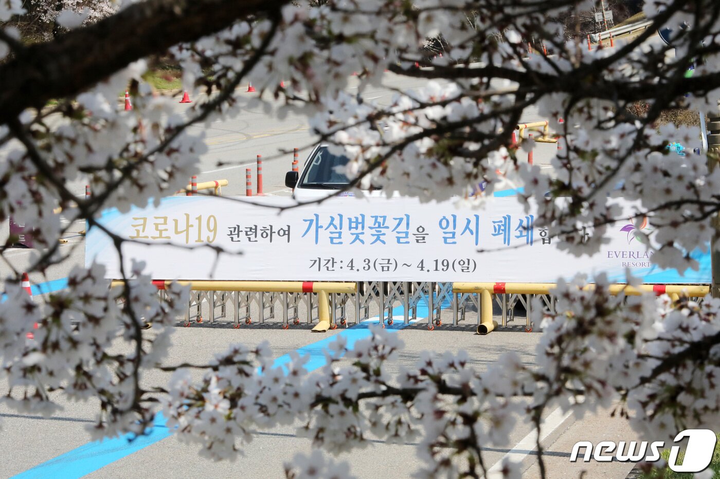 본문 이미지 - 4월 9일 오후 경기도 용인시 처인구 마성 삼거리 부근 도로와 보행로가 통제되고 있다. 용인시와 에버랜드는 신종 코로나바이러스 감염증(코로나19) 예방을 위해 용인에버벚꽃축제를 취소했다. 2020.4.9/뉴스1 ⓒ News1 조태형 기자