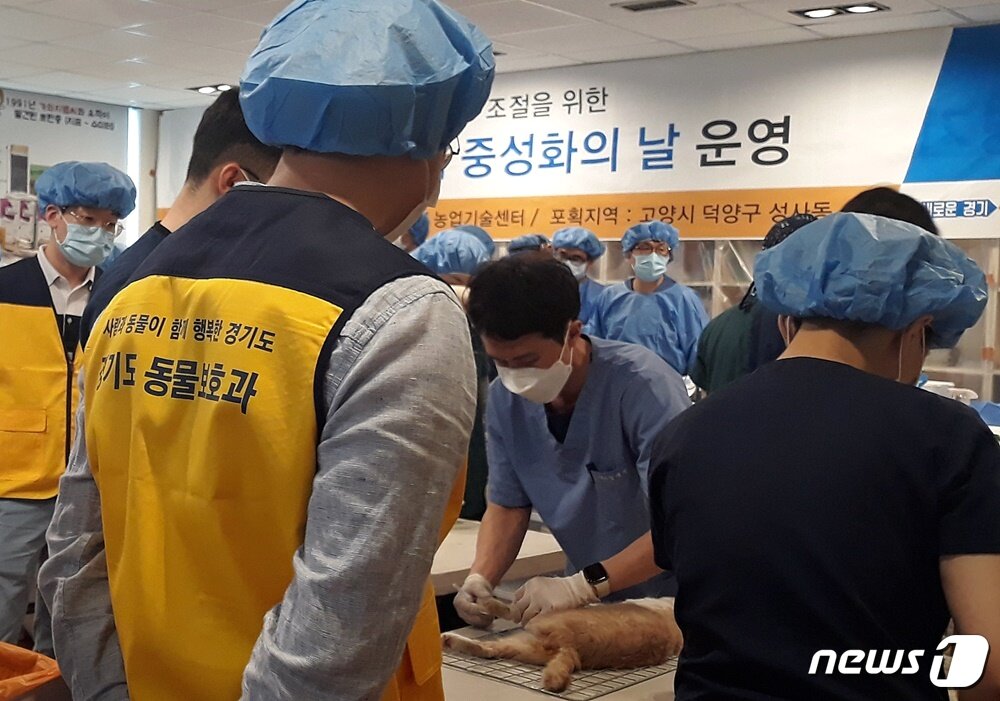 본문 이미지 - 경기도는 10일 고양시 농업기술센터에서 '제1회 경기도 길고양이 중성화의 날'을 진행했다. ⓒ 뉴스1 최서윤 기자