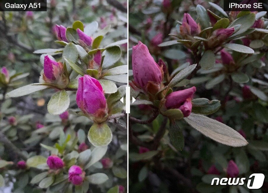 본문 이미지 - 갤럭시A51과 아이폰SE가 촬영한 사진 &lt;톰스가이드 갈무리&gt; ⓒ 뉴스1