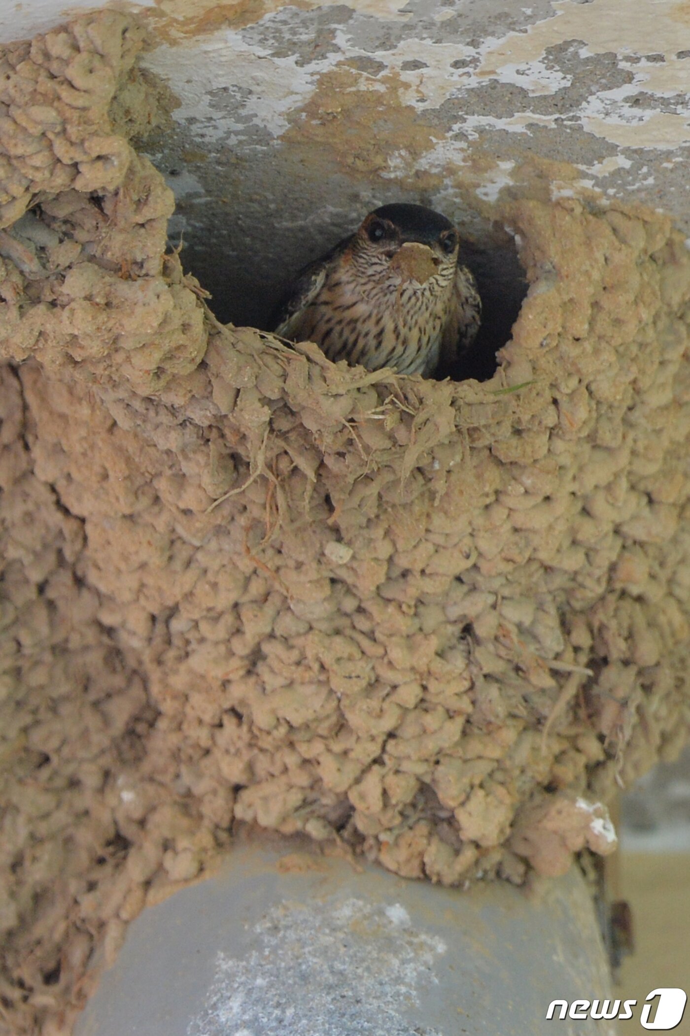 본문 이미지 - 여름새인 귀제비가 11일 오후 경북 포항시 북구 기북면 주택에 있는 둥지에서 내부 공사를 하고 있다.. 2020.5.11/뉴스1 ⓒ News1 최창호 기자