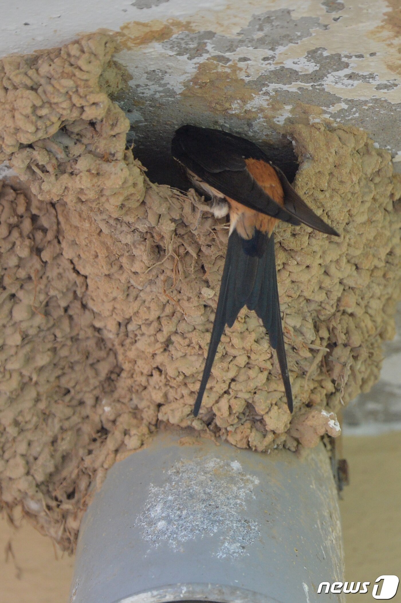 본문 이미지 - 여름새인 귀제비가 11일 오후 경북 포항시 북구 기북면 주택에서 있는 둥지 내부를 살피고 있다. . 2020.5.11/뉴스1 ⓒ News1 최창호 기자