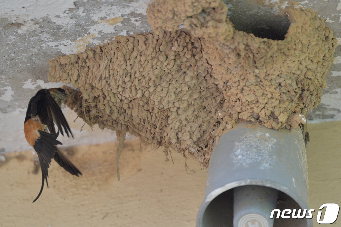 본문 이미지 - 여름새인 귀제비가 11일 오후 경북 포항시 북구 기북면 주택에서 둥지 보수 작업을 하고 있다. 2020.5.11/뉴스1 ⓒ News1 최창호 기자