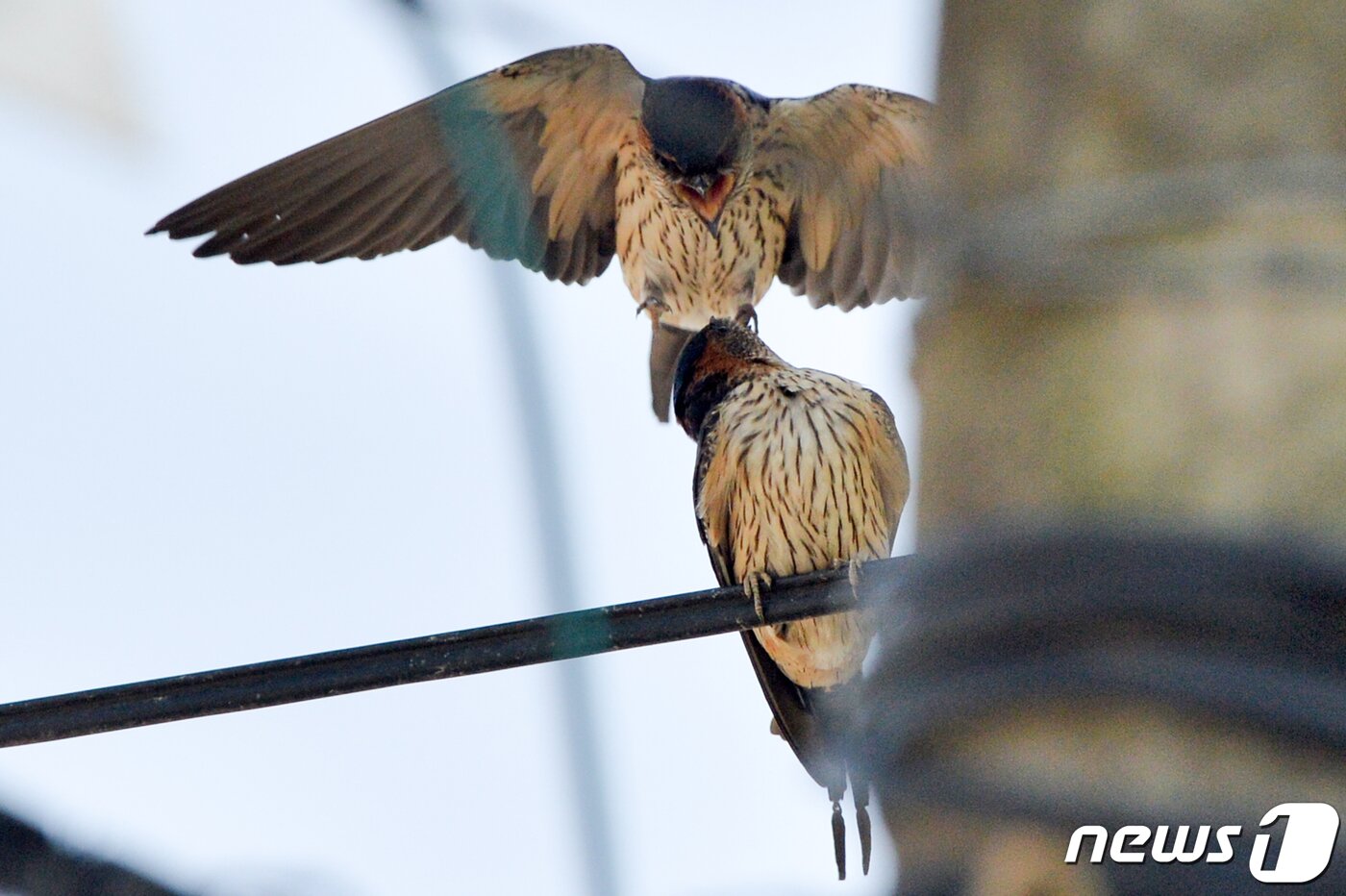 본문 이미지 - 여름새인 귀제비 한쌍이 11일 오후 경북 포항시 북구 기북면 주택 인근 전깃줄에서 대화를 나누고 있다. 2020.5.11/뉴스1 ⓒ News1 최창호 기자