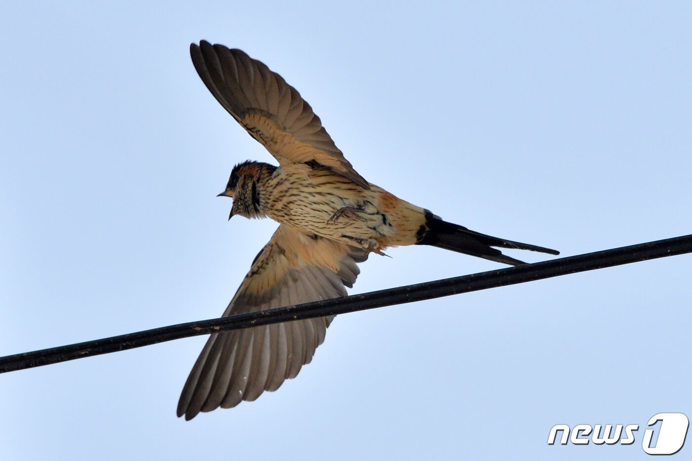 본문 이미지 - 여름새인 귀제비 한마리가 11일 오후 경북 포항시 북구 기북면 주택 인근 전깃줄에서 힘차게 날아오르고 있다.. 2020.5.11/뉴스1 ⓒ News1 최창호 기자