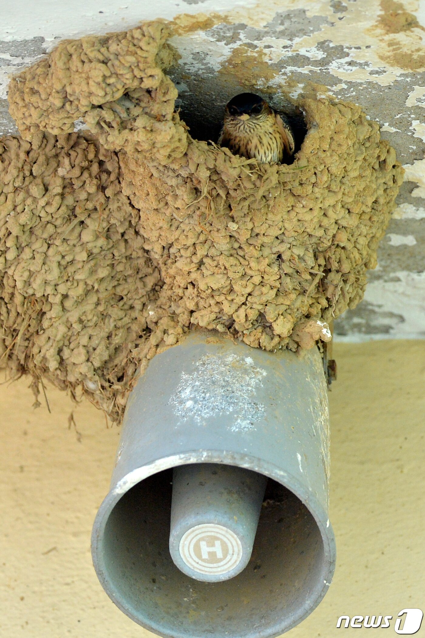 본문 이미지 - 여름새인 귀제비가 11일 오후 경북 포항시 북구 기북면 주택에서 둥지를 틀고 알을 낳을 준비를 하고 있다. 2020.5.11/뉴스1 ⓒ News1 최창호 기자