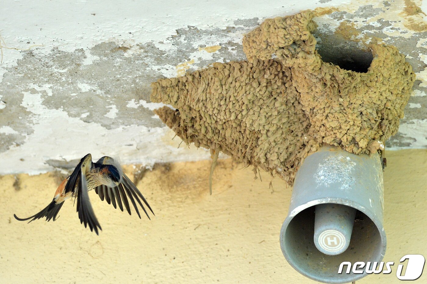 본문 이미지 - 여름새인 귀제비가 11일 오후 경북 포항시 북구 기북면 주택에 있는 둥지를 지키고 있다  2020.5.11/뉴스1 ⓒ News1 최창호 기자