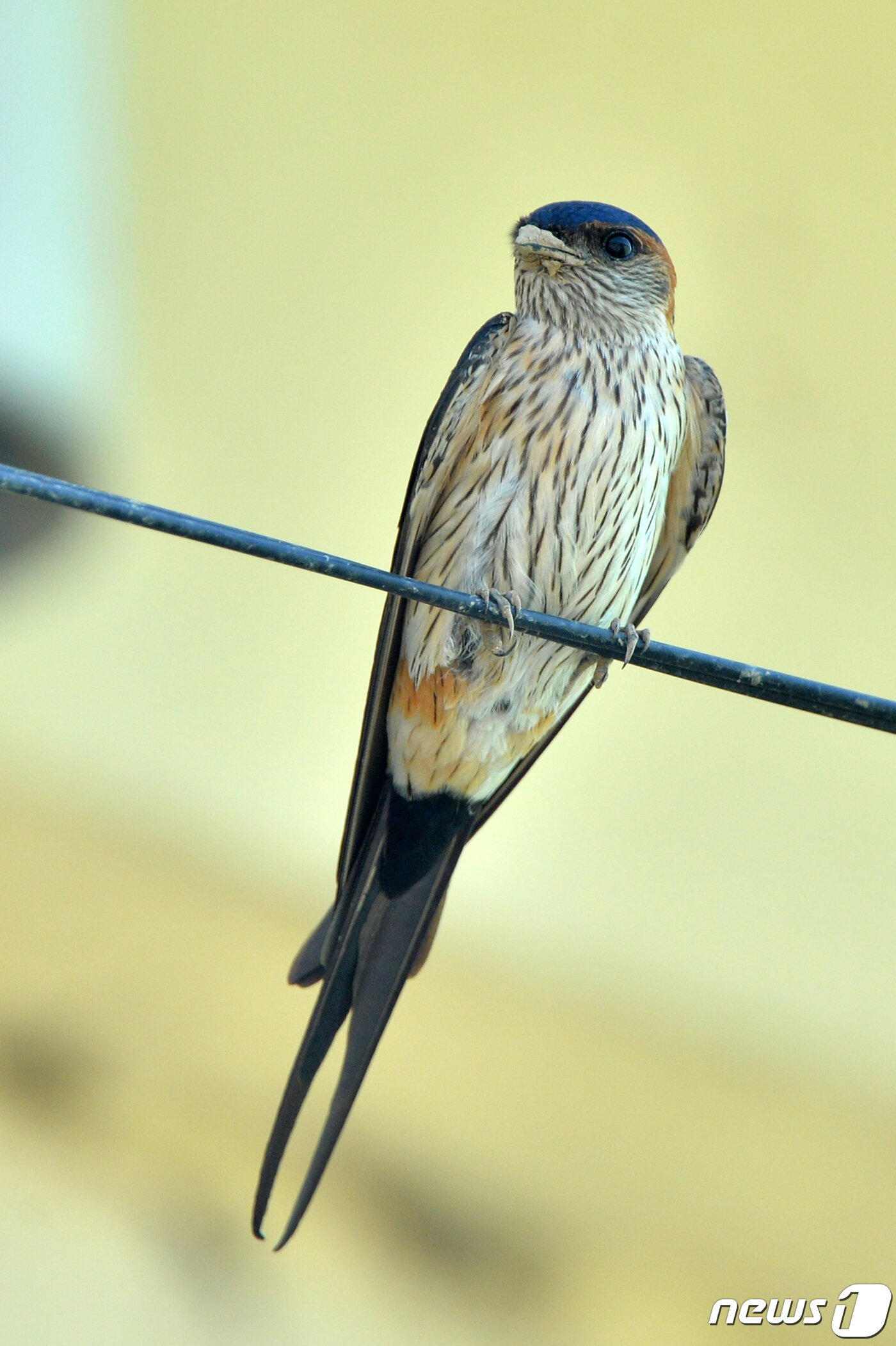 본문 이미지 - 여름새인 귀제비 한쌍이 11일 오후 경북 포항시 북구 기북면 주택 인근 전깃줄에 앉아 주변을 살피고 있다. 2020.5.11/뉴스1 ⓒ News1 최창호 기자