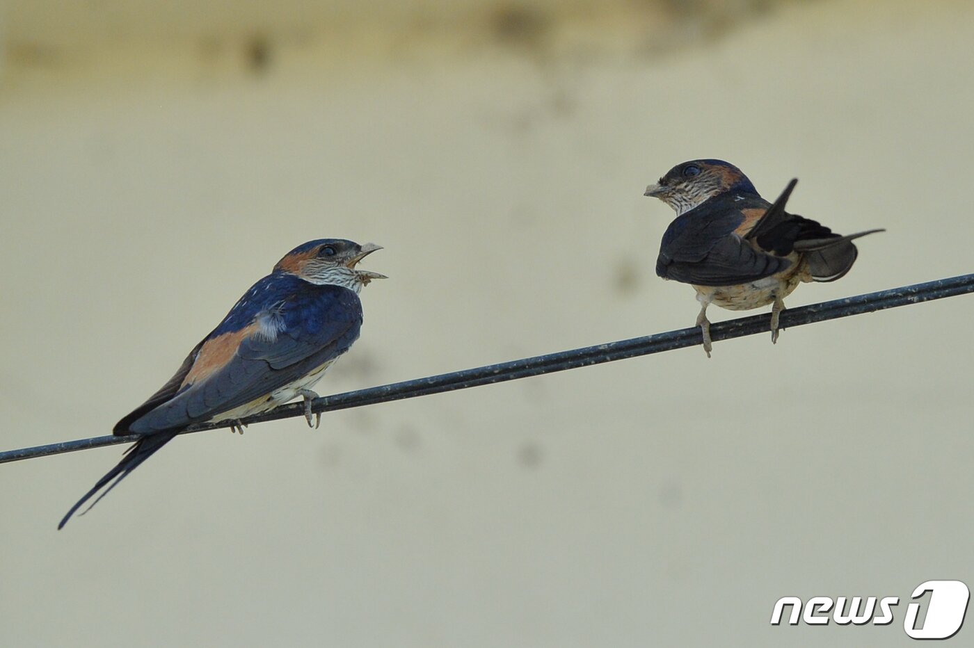 본문 이미지 - 여름새인 귀제비 한쌍이 11일 오후 경북 포항시 북구 기북면 주택 인근에 있는 전깃줄에서 대화를 나누고 있다. 2020.5.11/뉴스1 ⓒ News1 최창호 기자
