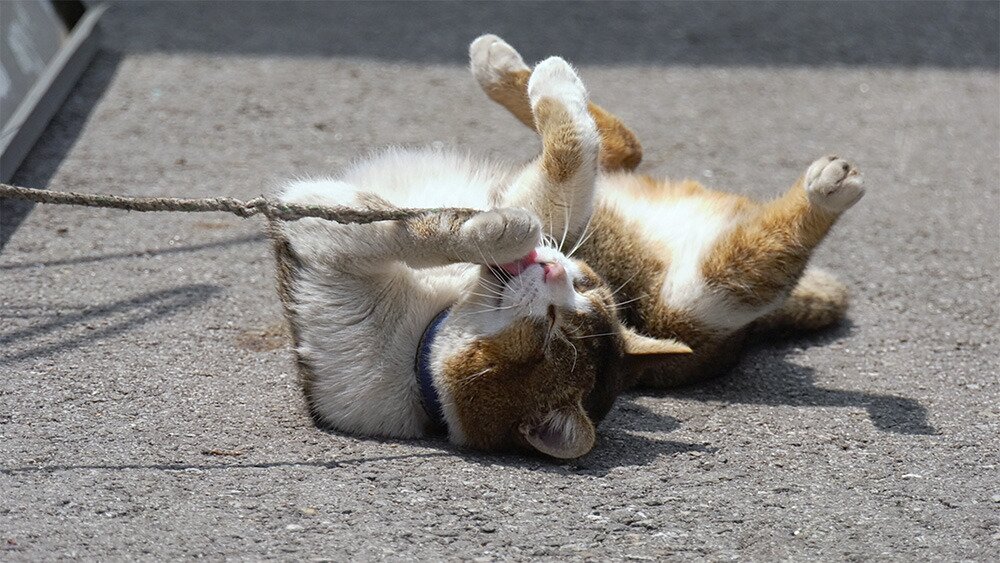 본문 이미지 - '고양이 집사' 스틸 컷 ⓒ 뉴스1