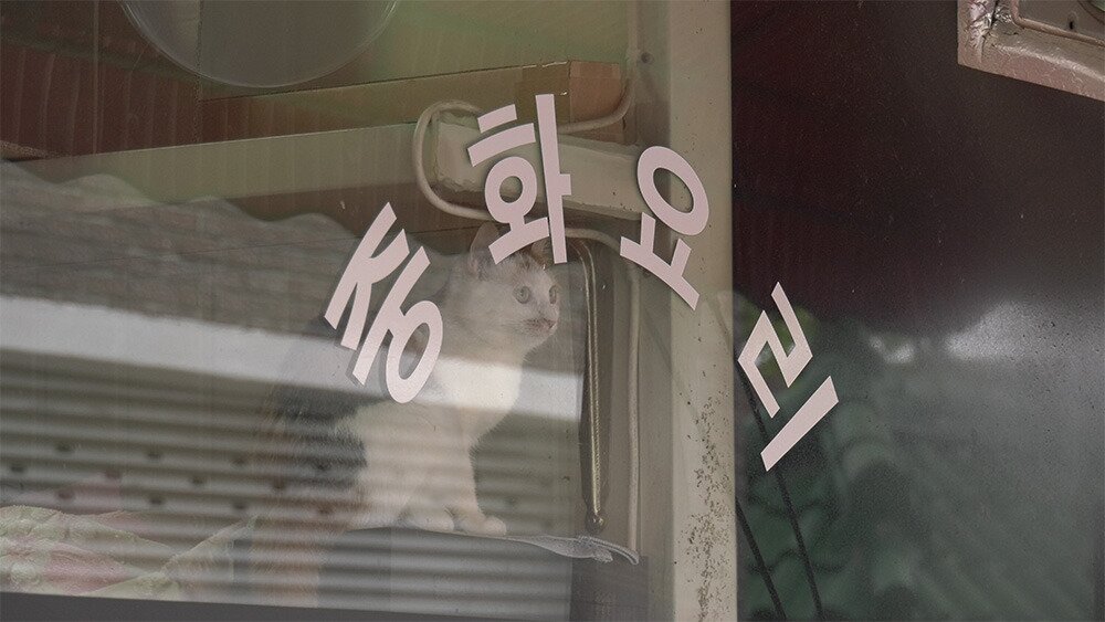 본문 이미지 - '고양이 집사' 스틸 컷 ⓒ 뉴스1