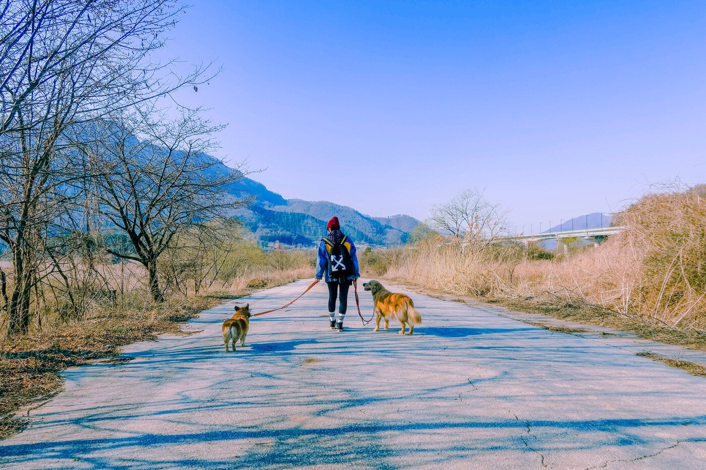 본문 이미지 - 한탄강 주상절리길 01코스 구라이길 막바지. 차량 통제 구역으로 반려견과 함께 걷기 좋다.