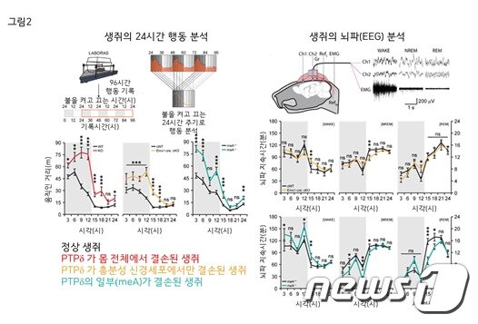 본문 이미지 - PTP&delta;단백질이 결손된 생쥐 모델에서 관찰된 비정상적인 수면&#40;IBS 제공&#41;ⓒ 뉴스1