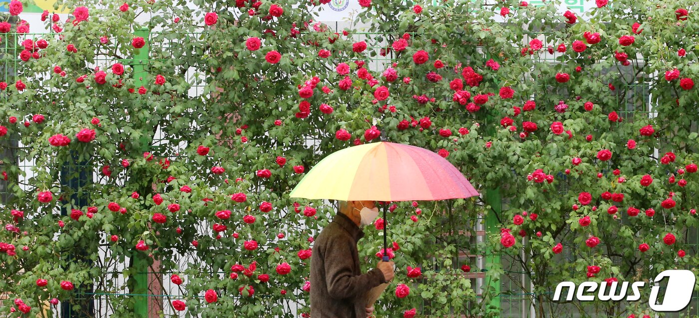 본문 이미지 - 전국에 비가 내린 15일 오전 대전 서구 한 도로에 만개한 장미 옆으로 우산을 쓴 시민이 이동하고 있다. 2020.5.15/뉴스1 ⓒ News1 김기태 기자