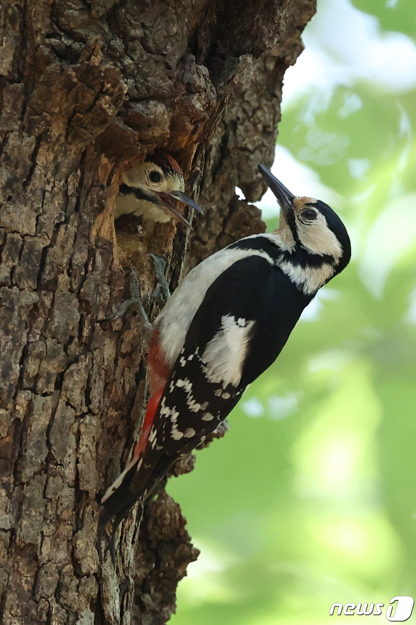 본문 이미지 - 23일 경북 경주시 황성공원 숲 속 나무에 둥지를 튼 멸종위기 관심대상인 오색딱따구리가 육아 수업에 한창이다. 2020.5.23/뉴스1 ⓒ News1 최창호 기자