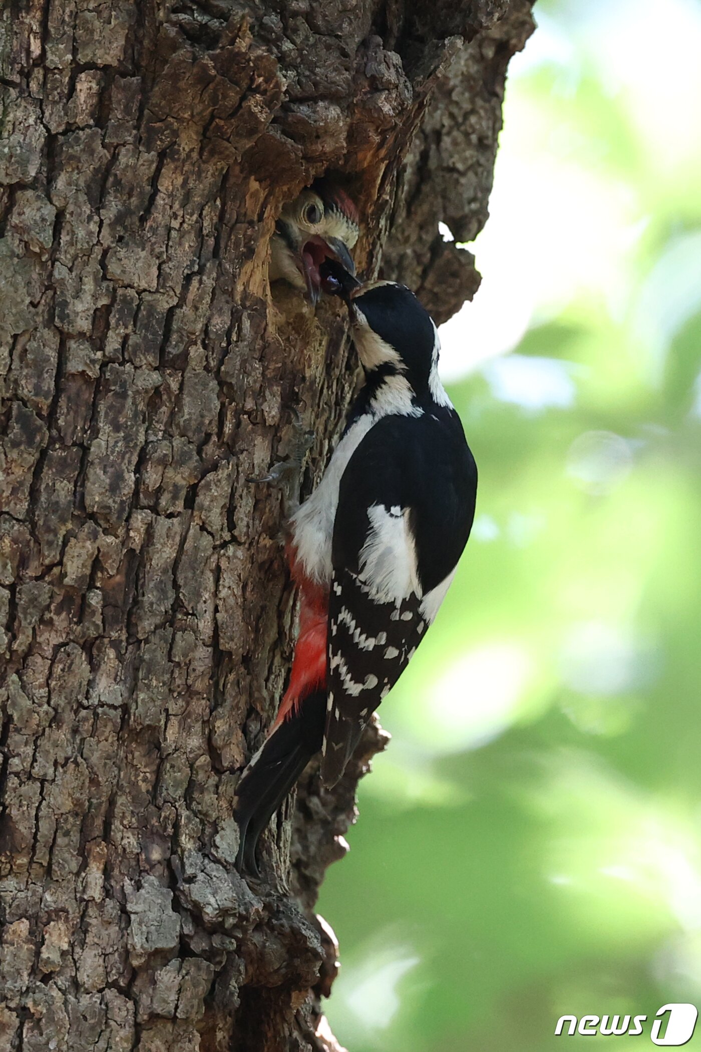 본문 이미지 - 23일 경북 경주시 황성공원 숲 속 나무에 둥지를 튼 멸종위기 관심대상인 새끼 오색딱따구리가 엄마 딱따구리가 물고 온 먹잇감을 받아 먹고있다. 2020.5.23/뉴스1 ⓒ News1 최창호 기자