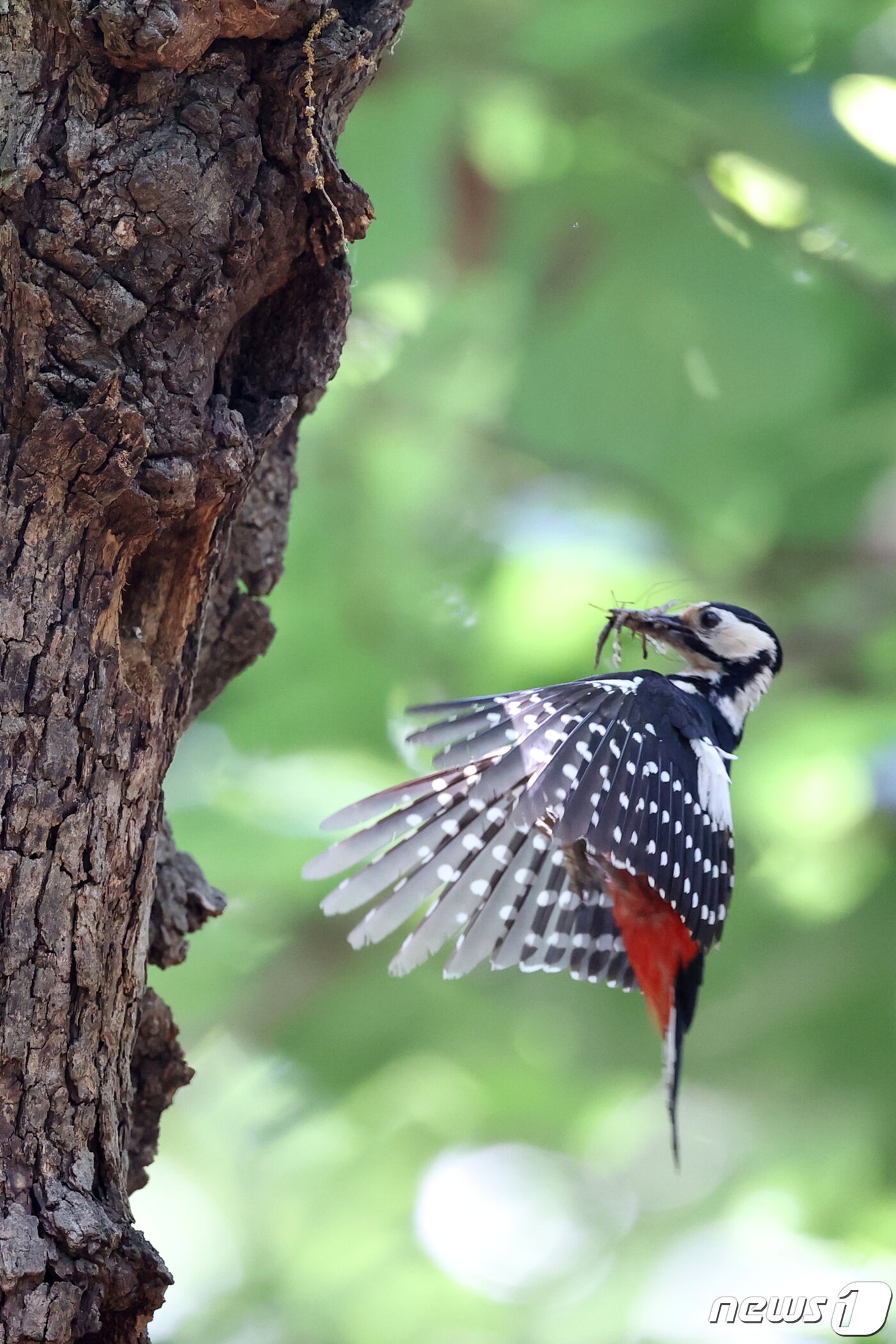 본문 이미지 - 23일 경북 경주시 황성공원 숲 속 나무에 둥지를 튼 멸종위기 관심대상인 오색딱따구리가새끼들을 먹을 먹잇감을 물어다 나르고 있다. 2020.5.23/뉴스1 ⓒ News1 최창호 기자