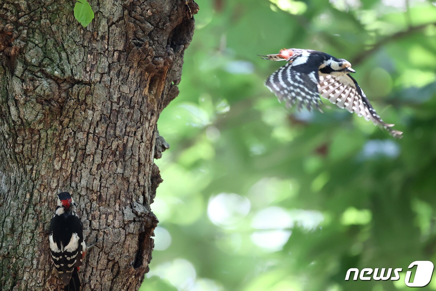 본문 이미지 - 경북 경주시 황성공원 숲 속 나무에 둥지를 튼 멸종위기 관심대상인 오색딱따구리 한쌍이 23일 오전 새끼들에게 연신 먹잇감을 물어다 나르고 있다.. 2020.5.23/뉴스1 ⓒ News1 최창호 기자