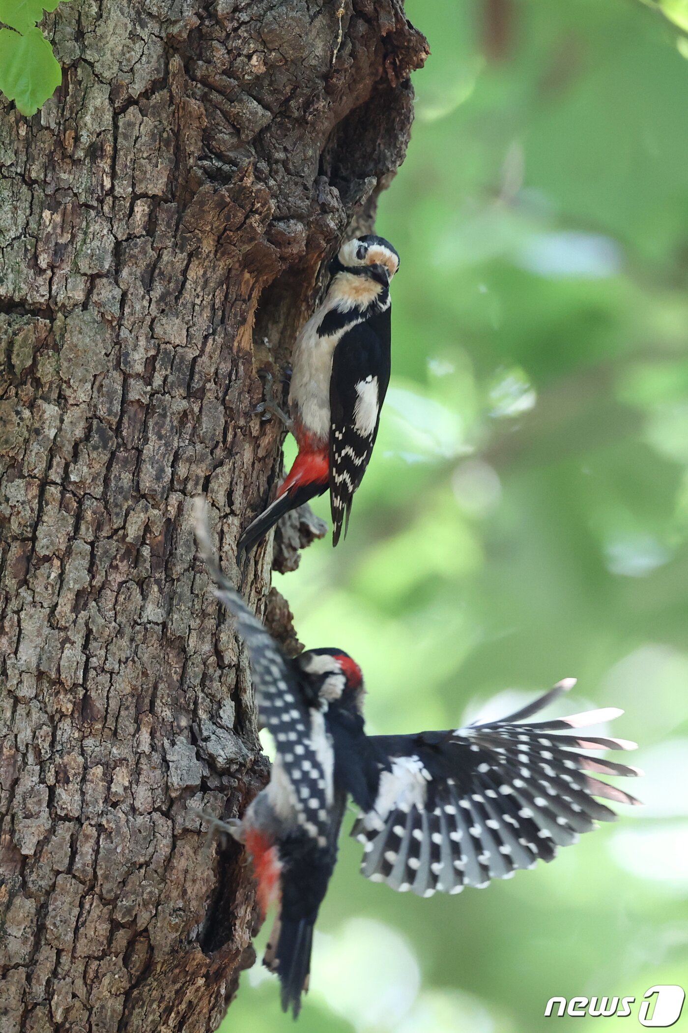 본문 이미지 - 경북 경주시 황성공원 숲 속 나무에 둥지를 튼 멸종위기 관심대상인 오색딱따구리 한쌍이 23일 오전 새끼들에게 연신 먹잇감을 물어다 나르고 있다.  2020.5.23/뉴스1 ⓒ News1 최창호 기자