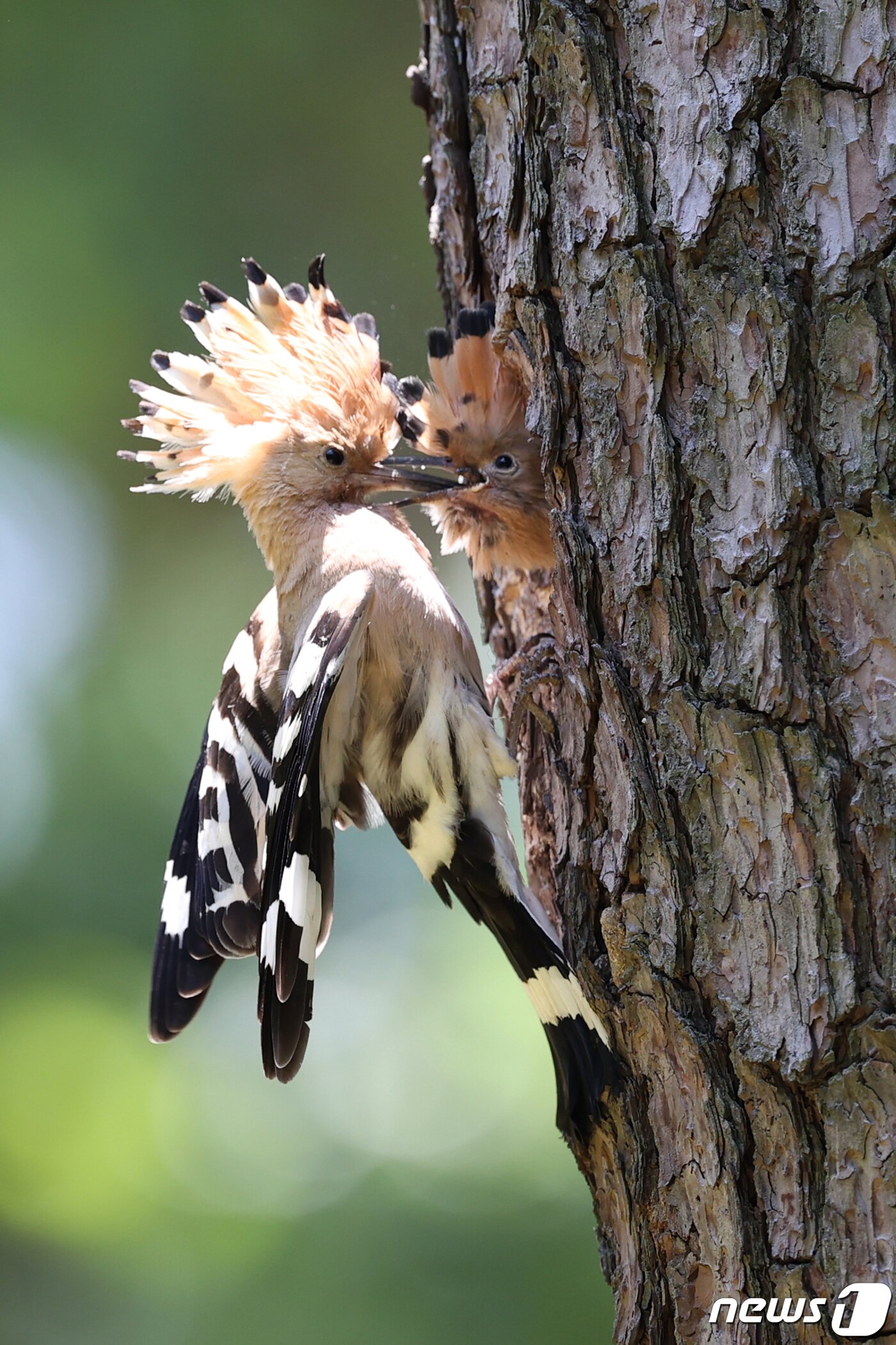 본문 이미지 - 경북 경주시 황성공원 숲 속 소나무에 둥지를 튼 후투티가 이소(둥지를 떠나는 일)를 앞두고 있는 새끼들에게 연신 먹잇감을 물어다 나르고 있다. 2020.5.23/뉴스1 ⓒ News1 최창호 기자
