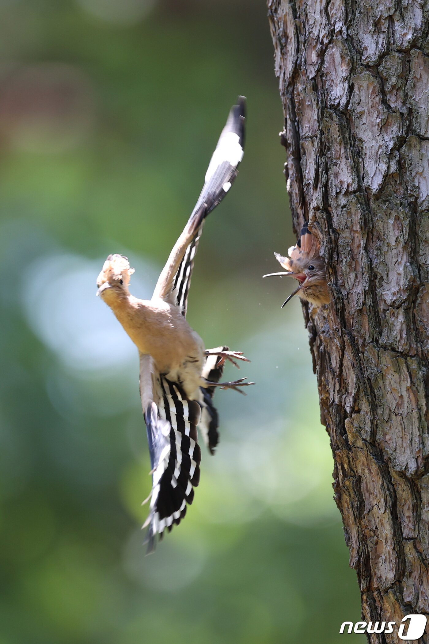 본문 이미지 - 23일 경북 경주시 황성공원 숲 속 소나무에 둥지에 있던 새끼후투티가 이소(둥지를 떠나는 일)를 앞두고 엄머 후투티가 물어다 주는  먹잇감을 받아먹고 있다. 2020.5.23/뉴스1 ⓒ News1 최창호 기자