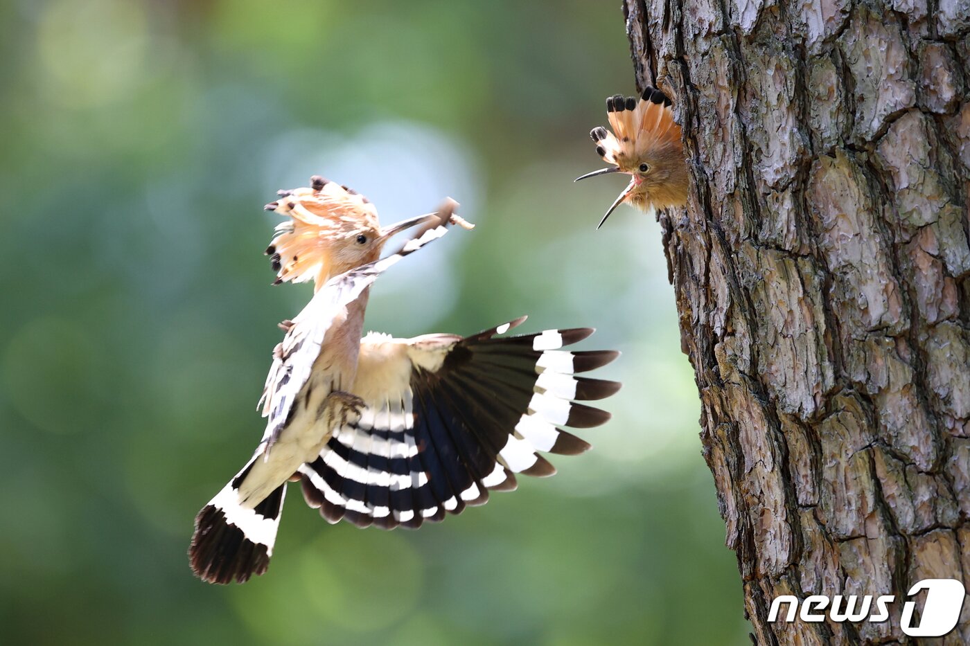 본문 이미지 - 23일 경북 경주시 황성공원 숲 속 소나무에 둥지를 튼 후투티가 이소(둥지를 떠나는 일)를 앞둔 새끼들에게 연신 먹잇감을 물어다 나르고 있다. 2020.5.23/뉴스1 ⓒ News1 최창호 기자
