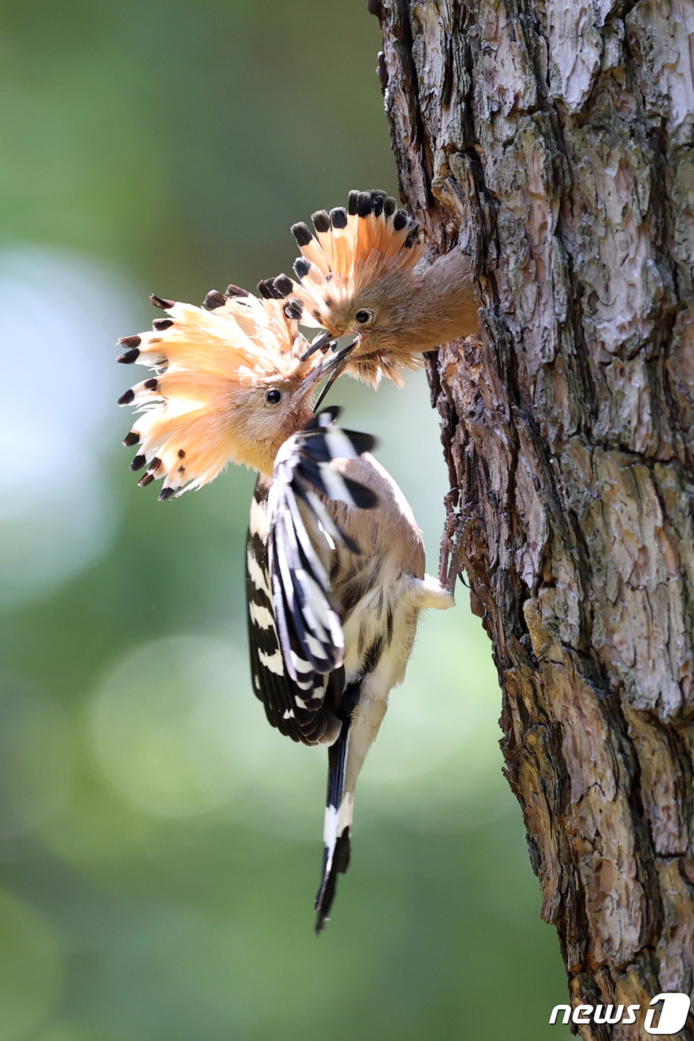 본문 이미지 - 경북 경주시 황성공원 숲 속 소나무에 둥지를 튼 후투티가 이소(둥지를 떠나는 일)를 앞두고 있는 새끼들에게 연신 먹잇감을 물어다 나르고 있다. 2020.5.23/뉴스1 ⓒ News1 최창호 기자