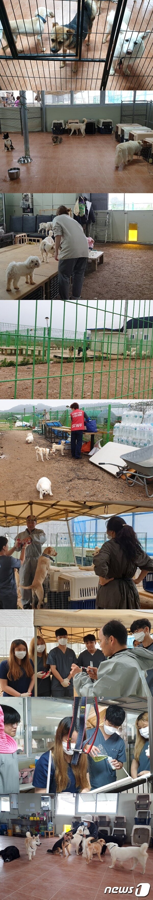 본문 이미지 - 경기도수의사회는 24일 고양시 고유거에서 봉사활동을 진행했다. ⓒ 뉴스1