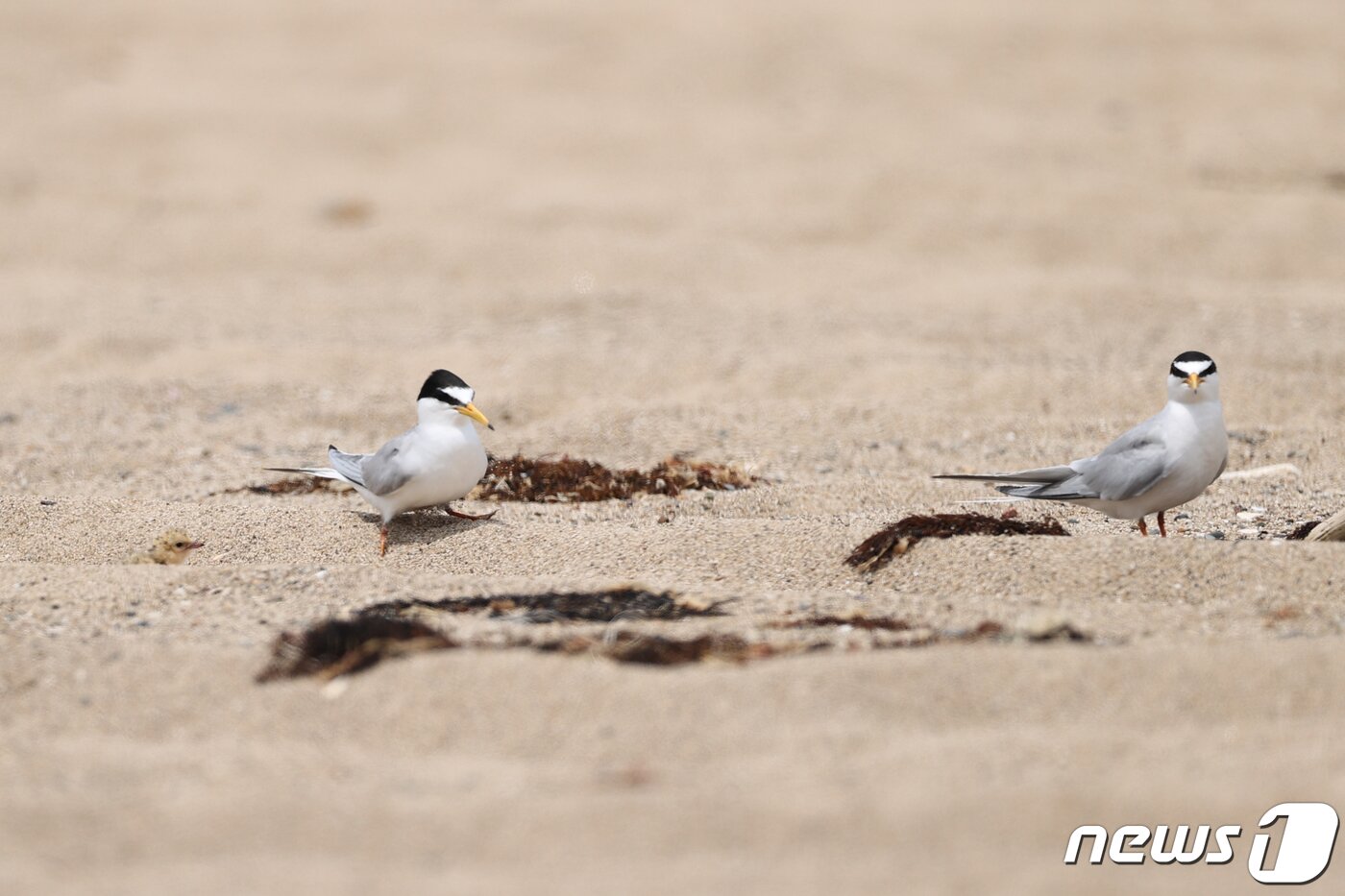 본문 이미지 - 26일 오후 경북 포항시 북구 해안 모래사장에서 부화에 성공한 멸종위기종 쇠제비갈매기 한쌍이 새끼(왼쪽)를 돌보고 있다. 2020.5.26/뉴스1 ⓒ News1 최창호 기자