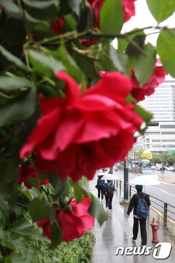 https://image.news1.kr/system/photos/2020/5/26/4211294/article.jpg/dims/optimize https://image.news1.kr/system/photos/2020/5/26/4211294/article.jpg/dims/optimize