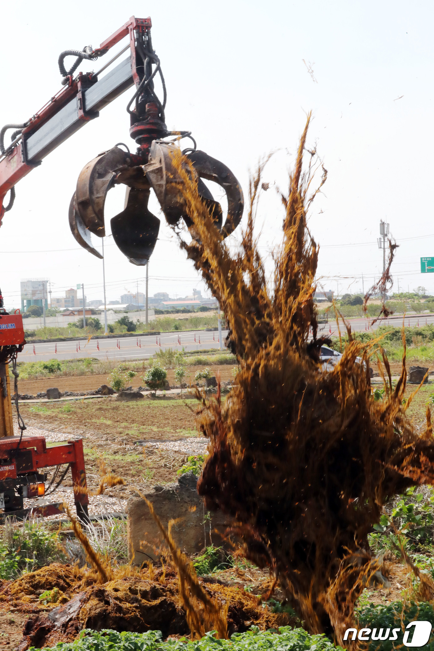 (제주=뉴스1) 오현지 기자 = 26일 오후 제주도 관계자가 해안에서 수거된 괭생이모자반을 제주시 한림읍의 한 농가에 비료용으로 보급하고 있다.2020.5.26/뉴스1