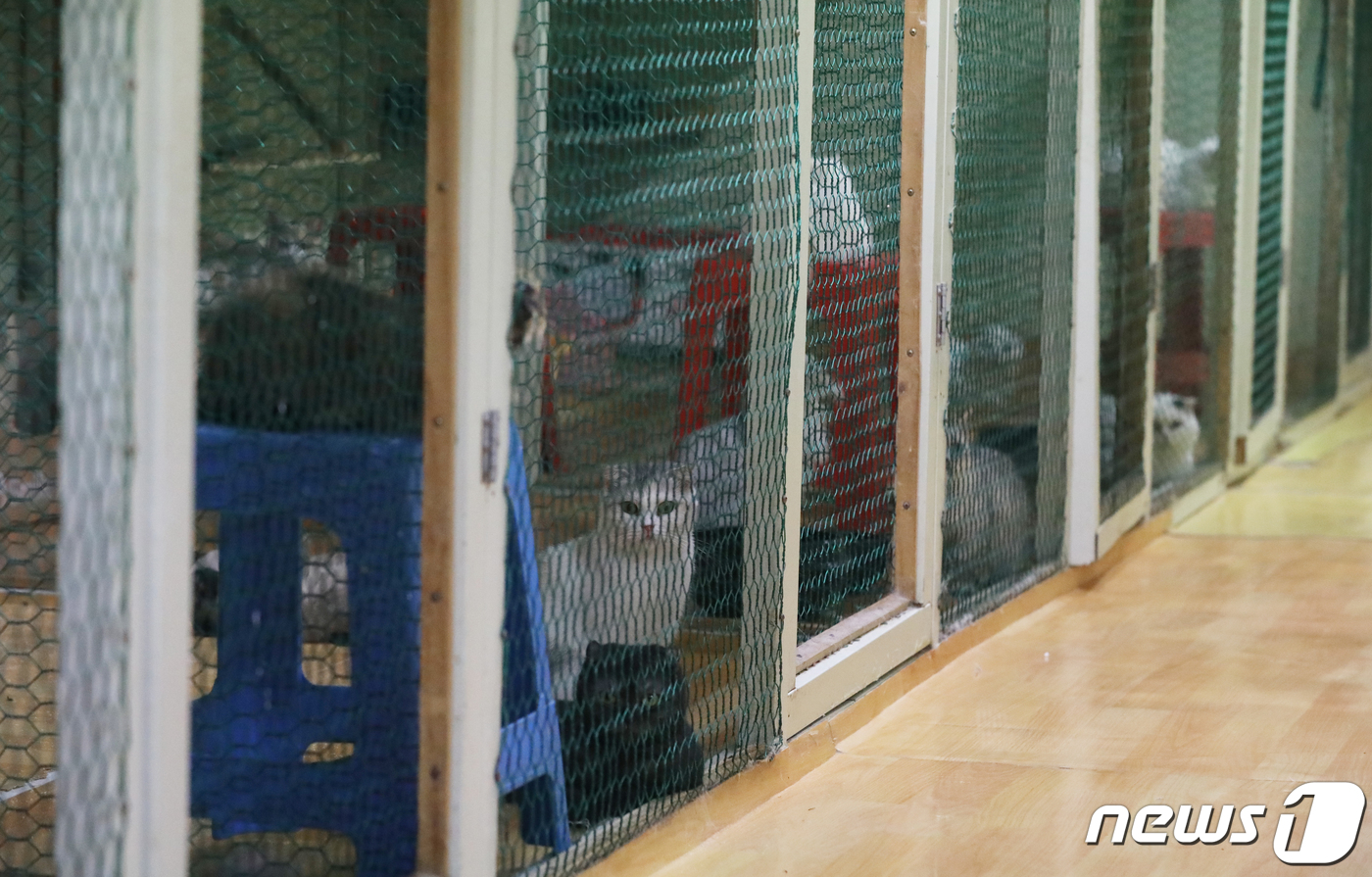 (김해=뉴스1) 여주연 기자 = 28일 오전 경남 김해의 한 농장 2곳에서 고양이 110여 마리를 불법사육해온 60대가 관계당국에 의해 적발됐다. 사진은 불법사육농장 내부. 202 …