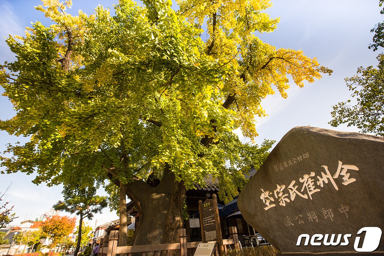 본문 이미지 - 전주 한옥마을 골목길 투어 - 600백년은행나무. /뉴스1
