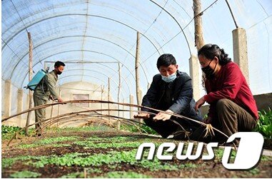 본문 이미지 - 지난달 26일 북한 매체 '조선의 오늘'은 평안남도 성천군과 연구진들이 함께 평안도 명품 담배인 '성천초'의 원종을 재배할 밭을 꾸리고 증식에도 힘쓰고 있다고 밝혔다.(조선의 오늘 갈무리)ⓒ 뉴스1