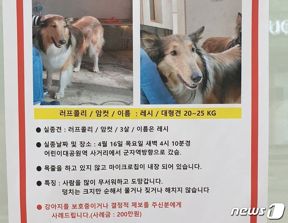 본문 이미지 - 실종 강아지를 찾는 전단지. 사진 한국애견협회 제공 ⓒ 뉴스1
