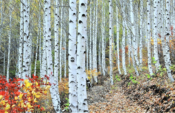 영양군, '경북의 숲 기차여행' 운영…자작나무숲 1박2일 체류형 관광