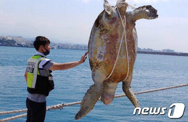 본문 이미지 - 제주해양경찰서 관계자가 지난 9일 오전 제주항에서 발견된 보호대상해양생물 푸른바다거북 사체를 인양하고 있다.&#40;제주해양경찰서 제공&#41;2020.6.10 /뉴스1 ⓒ News1