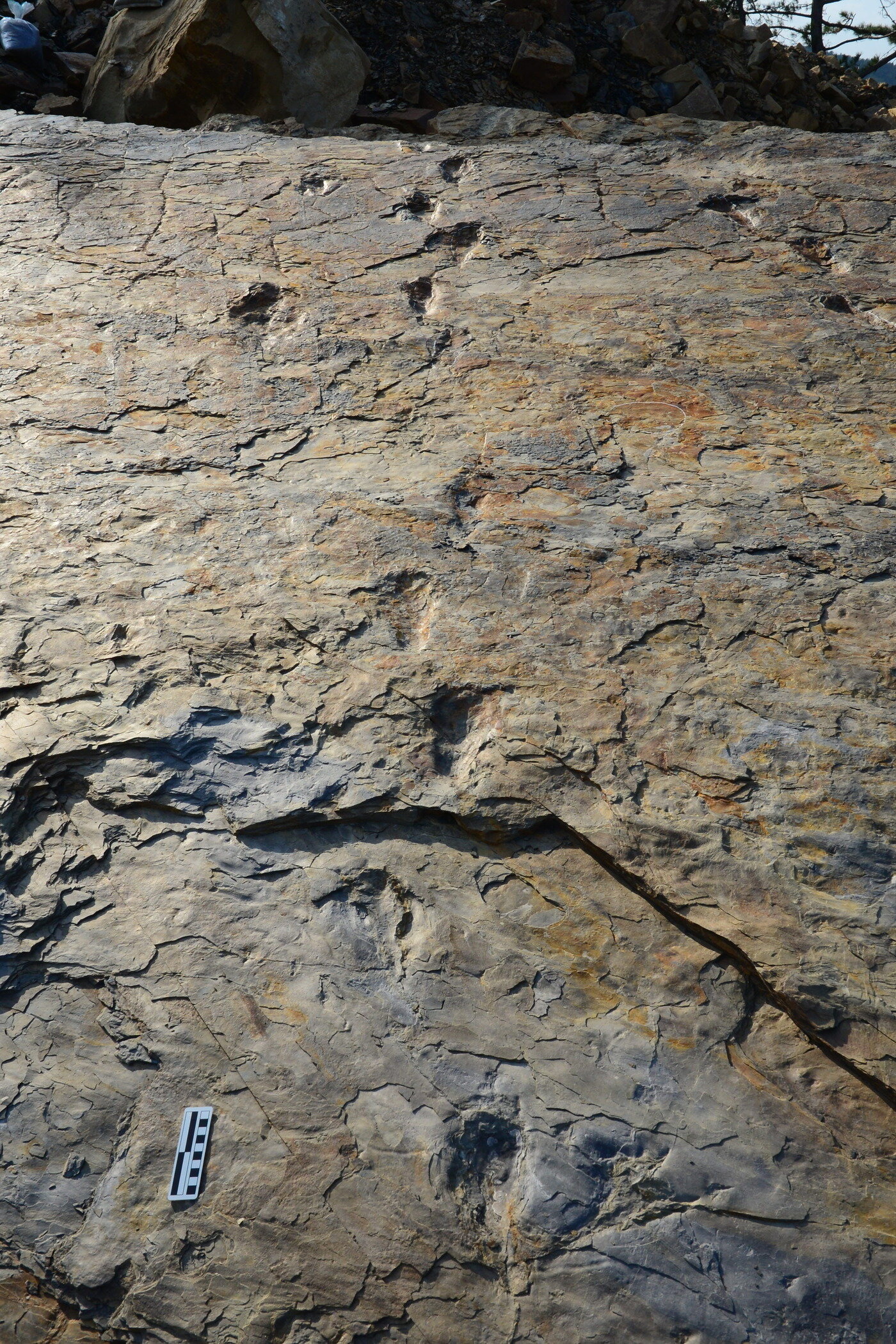 본문 이미지 - 사천 자혜리 두 발로 걷는 원시악어 보행렬 (김경수 진주교대 교수 제공) 2020.06.12 / 뉴스1