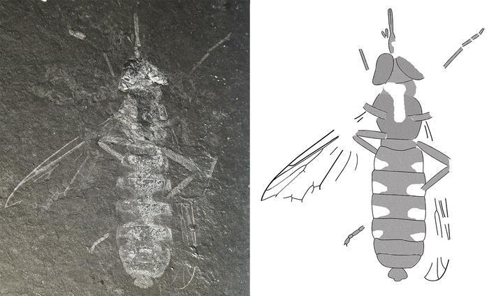 본문 이미지 - 부시내토미야 강나미(Buccinatormyia gangnami) 화석 (Alexander Khramov 연구원, 남기수 공주교대 교수 연구결과 공개 이미지) 2020.06.12 / 뉴스1