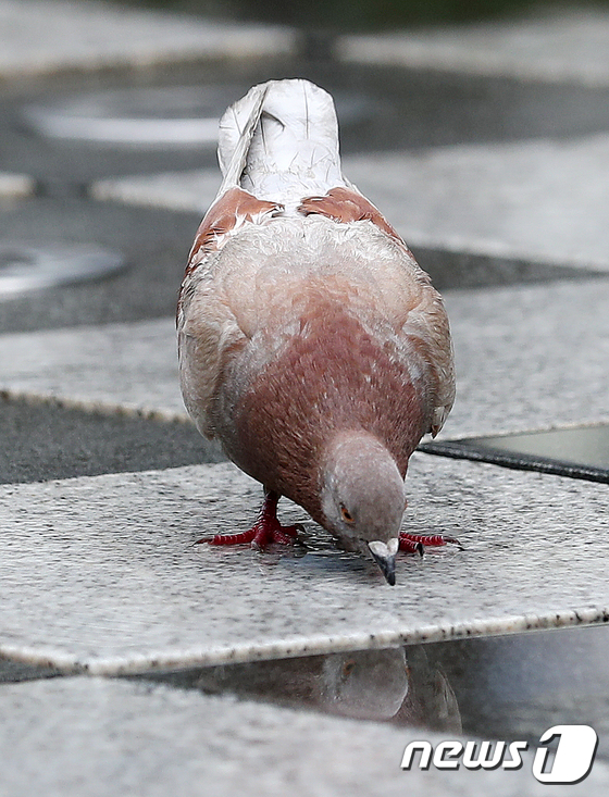US → Australia 13,000 km of pigeons flew…  “A quarantine violation, soon euthanasia”