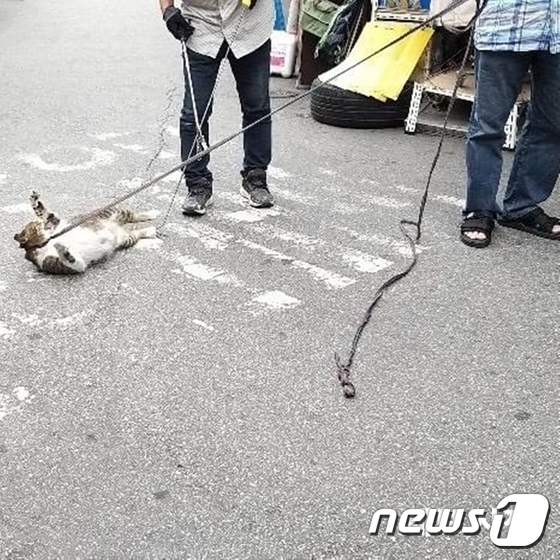 동물권행동 카라가 제보받은 사진. 동묘시장에서 고양이가 학대를 당하고 있다. © 뉴스1