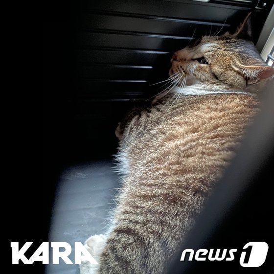 동묘시장서 학대받았다 구조된 고양이 © 뉴스1 카라 제공