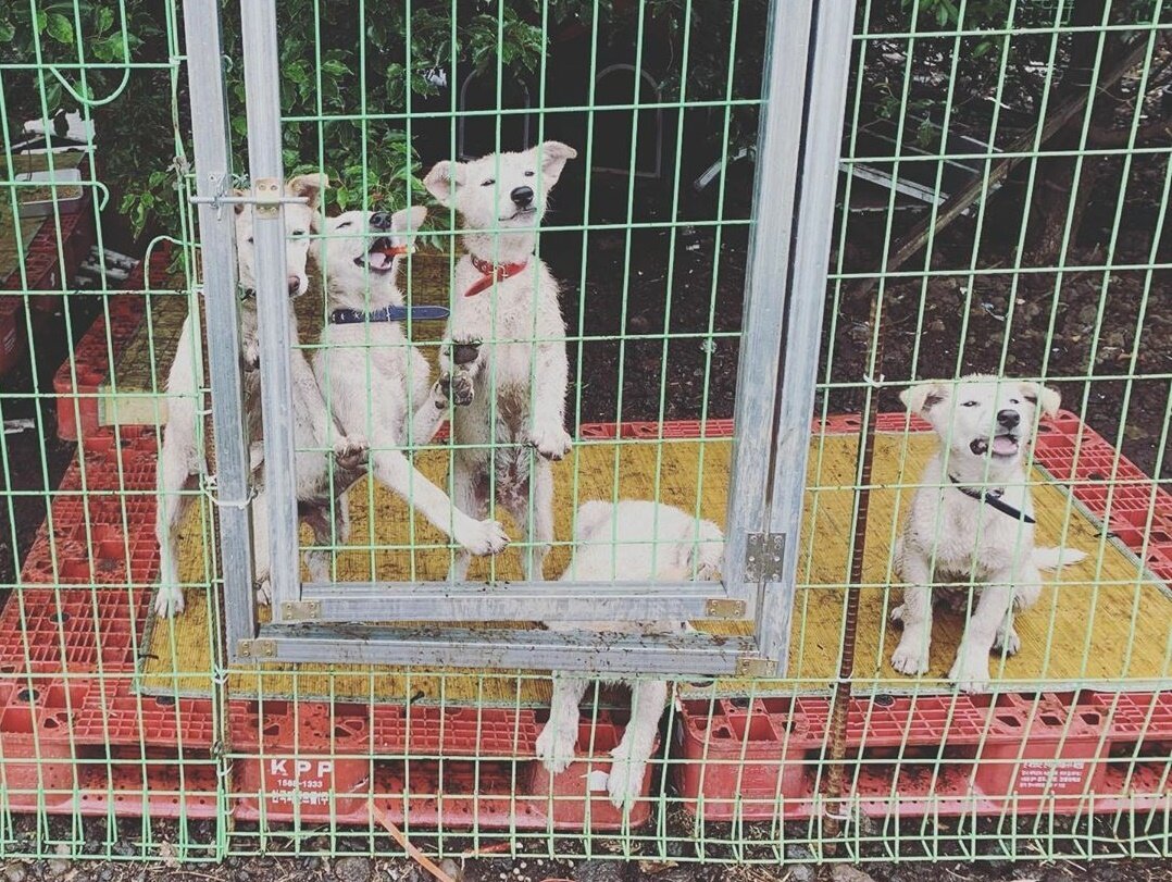 본문 이미지 - 사진 이효리 인스타그램 갈무리 ⓒ 뉴스1